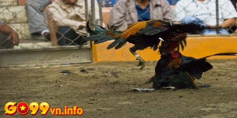Cách tập luyện cho gà đá cựa sắt hiệu quả cho sư kê