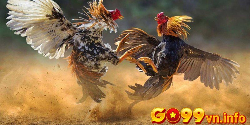 Lợi ích khi áp dụng cách tập luyện cho gà đá cựa sắt
