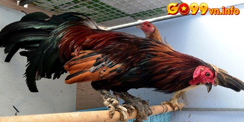 Cho gà tập luyện với các dụng cụ chuyên dụng